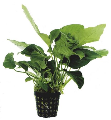 Wasserpflanze Anubias Barteri Var.Nana - Extra Groß Wasserpflanze Anubias Barteri Var.Nana - Extra Groß