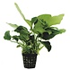 Wasserpflanze Anubias Barteri Var.Nana - Extra Groß Wasserpflanze Anubias Barteri Var.Nana - Extra Groß