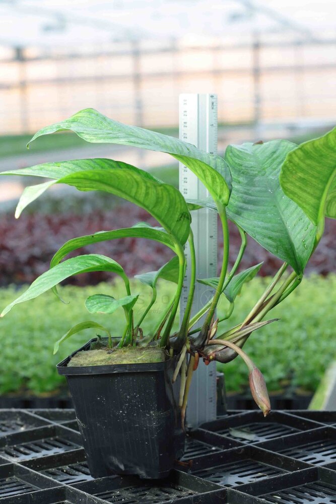 Wasserpflanze Anubias Heterophylla - Extra Groß Wasserpflanze Anubias Heterophylla - Extra Groß