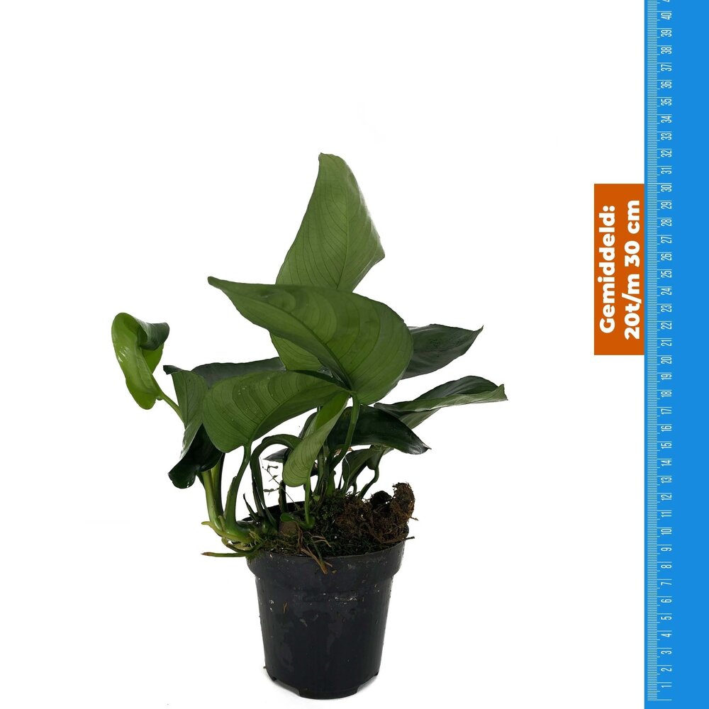 Wasserpflanze Anubias Barteri Var.Nana - Extra Groß Wasserpflanze Anubias Barteri Var.Nana - Extra Groß