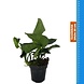 Wasserpflanze Anubias Barteri Var.Nana - Extra Groß Wasserpflanze Anubias Barteri Var.Nana - Extra Groß