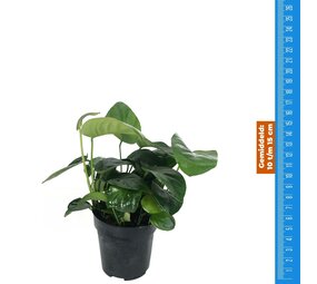 Waterplant Anubias Nana - Extra Groß Waterplant Anubias Nana - Extra Groß