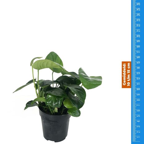 Wasserpflanze Anubias Nana - Extra Groß Wasserpflanze Anubias Nana - Extra Groß