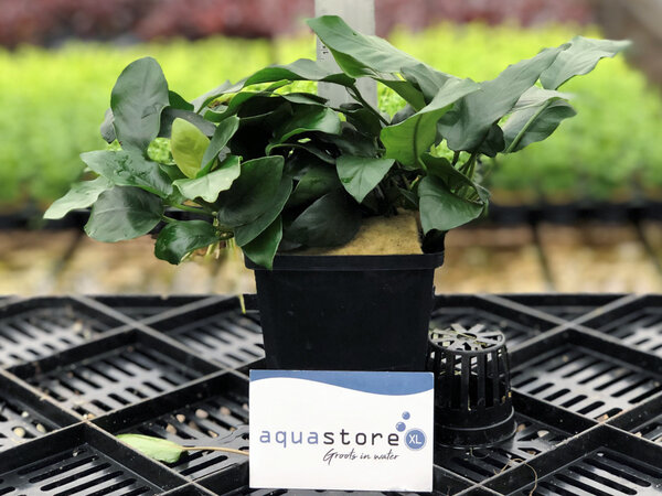 Wasserpflanze Anubias Nana - Extra Groß Wasserpflanze Anubias Nana - Extra Groß