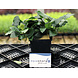 Wasserpflanze Anubias Nana - Extra Groß Wasserpflanze Anubias Nana - Extra Groß