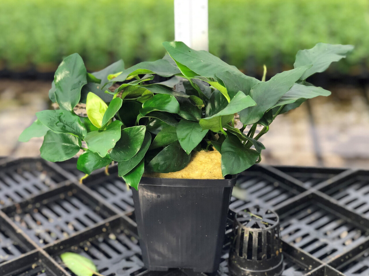 Wasserpflanze Anubias Nana - Extra Groß Wasserpflanze Anubias Nana - Extra Groß
