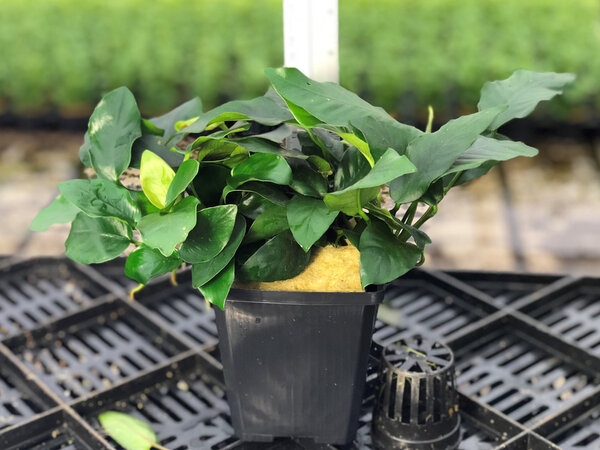 Wasserpflanze Anubias Nana - Extra Groß Wasserpflanze Anubias Nana - Extra Groß