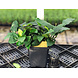 Wasserpflanze Anubias Nana - Extra Groß Wasserpflanze Anubias Nana - Extra Groß