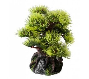 Aqua D'ella Bonsai Baum - Mini