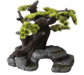 Aqua D'ella Bonsai Baum - Mittelgroß