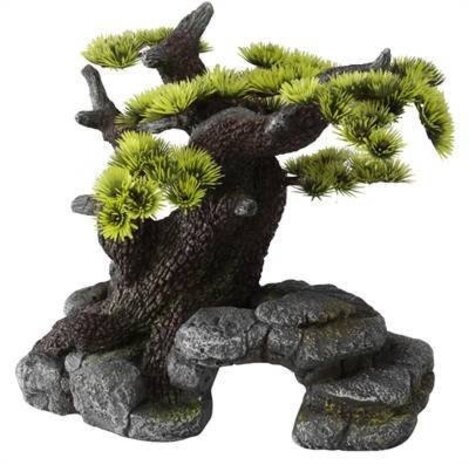 Aqua D'ella Bonsai Baum - Mittelgroß