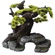 Aqua D'ella Bonsai Baum - Mittelgroß