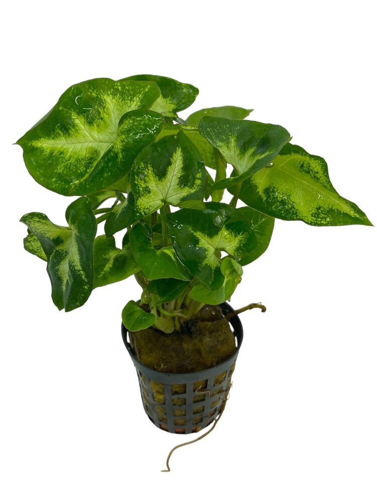 Wasserpflanze Syngonium Pixii Wasserpflanze Syngonium Pixii