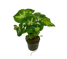 Wasserpflanze Syngonium Pixii
