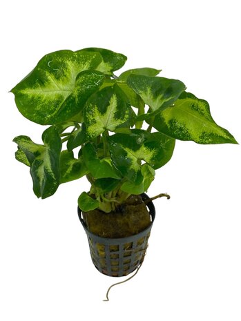 Wasserpflanze Syngonium Pixii Wasserpflanze Syngonium Pixii