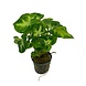 Wasserpflanze Syngonium Pixii Wasserpflanze Syngonium Pixii