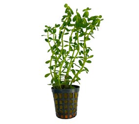 Waterplant Rotala Indica