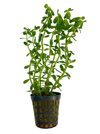 Wasserpflanze Rotala Indica Wasserpflanze Rotala Indica