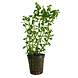 Wasserpflanze Rotala Indica Wasserpflanze Rotala Indica