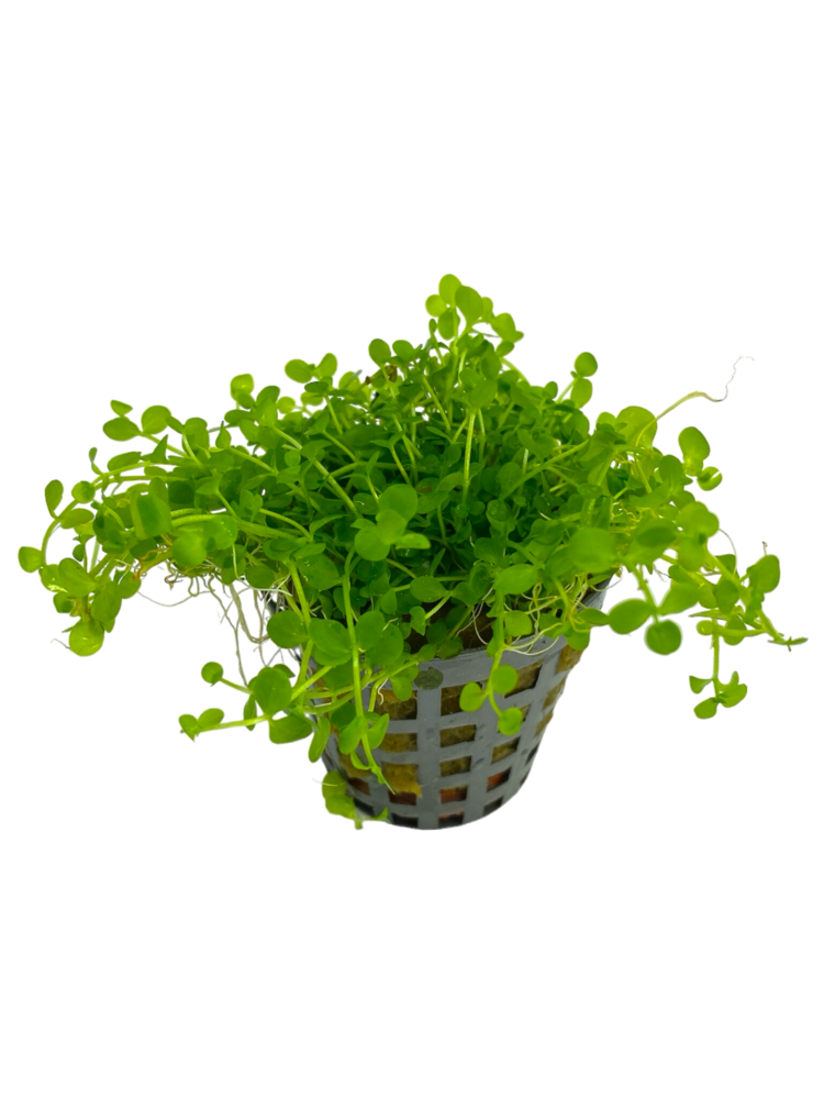 Wasserpflanze Micranthemum Monte Carlo Topf