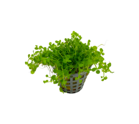 Wasserpflanze Micranthemum Monte Carlo Topf