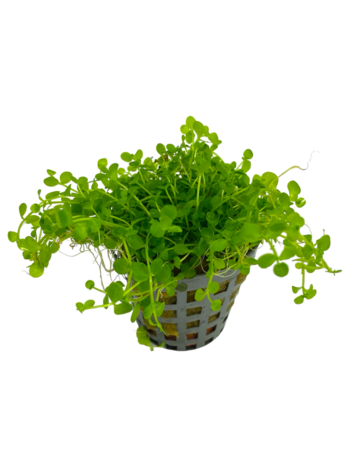 Wasserpflanze Micranthemum Monte Carlo Topf