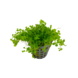 Wasserpflanze Micranthemum Monte Carlo Topf