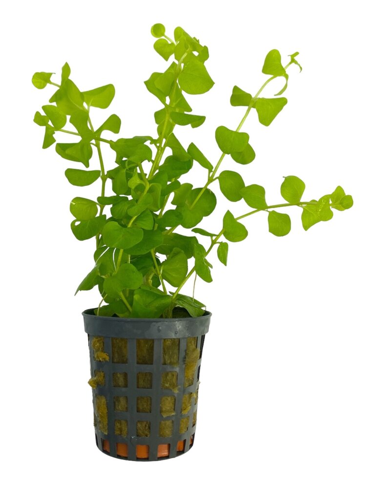 Wasserpflanze Lysimachia Nummularia Aurea Wasserpflanze Lysimachia Nummularia Aurea