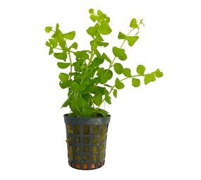 Wasserpflanze Lysimachia Nummularia Aurea