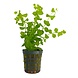 Wasserpflanze Lysimachia Nummularia Aurea Wasserpflanze Lysimachia Nummularia Aurea