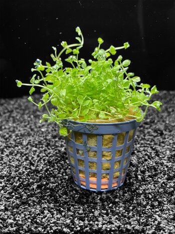 Wasserpflanze Micranthemum Monte Carlo Topf
