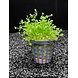 Wasserpflanze Micranthemum Monte Carlo Topf