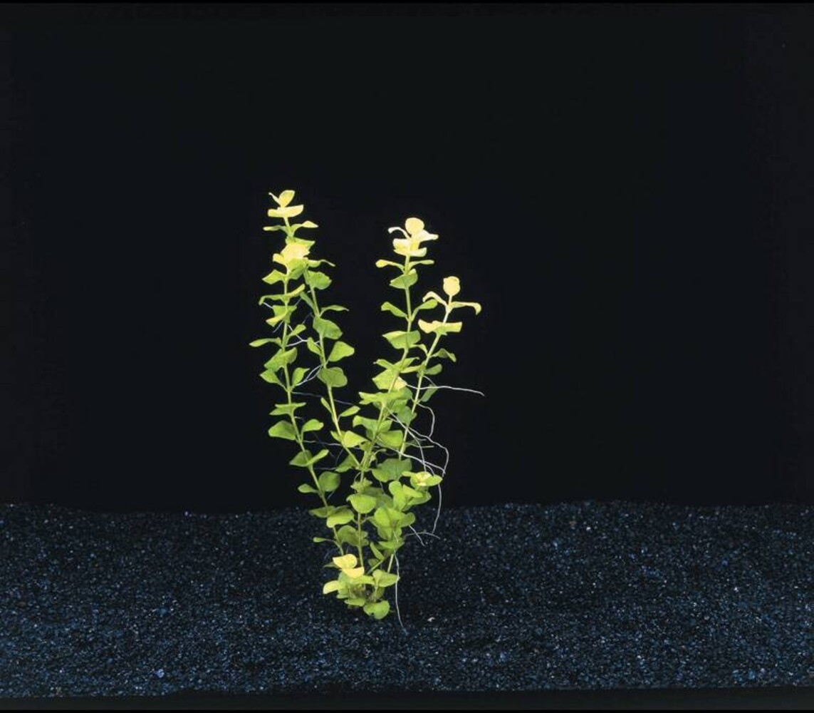 Wasserpflanze Lysimachia Nummularia Aurea Wasserpflanze Lysimachia Nummularia Aurea