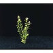 Wasserpflanze Lysimachia Nummularia Aurea Wasserpflanze Lysimachia Nummularia Aurea