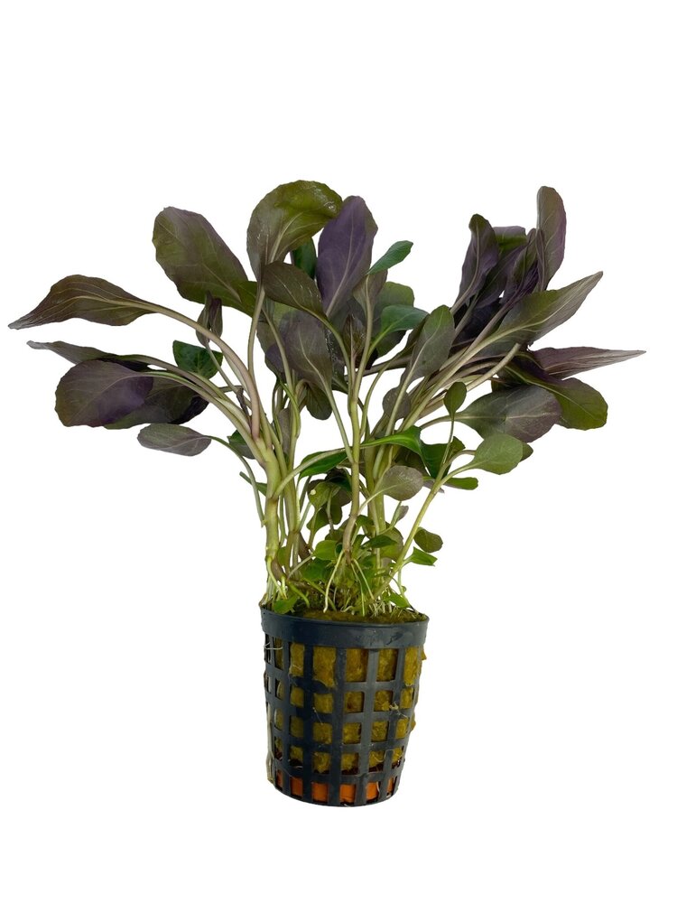 Waterplant Lobelia Cardinalis Waterplant Lobelia Cardinalis