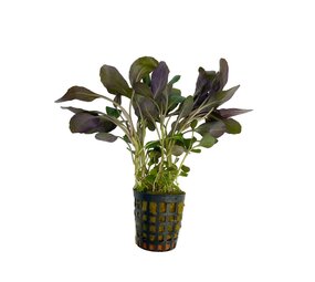 Wasserpflanze Lobelia Cardinalis