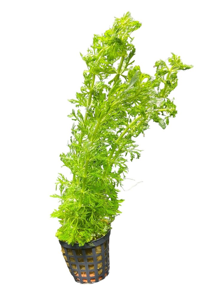 Wasserpflanze Limnophila heterophylla Wasserpflanze Limnophila heterophylla