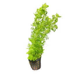 Wasserpflanze Limnophila heterophylla