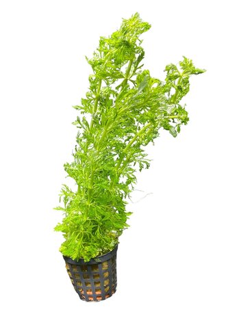 Waterplant Limnophila heterophylla