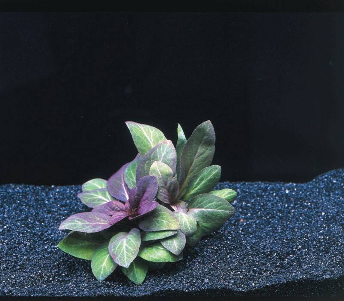 Waterplant Lobelia Cardinalis Waterplant Lobelia Cardinalis