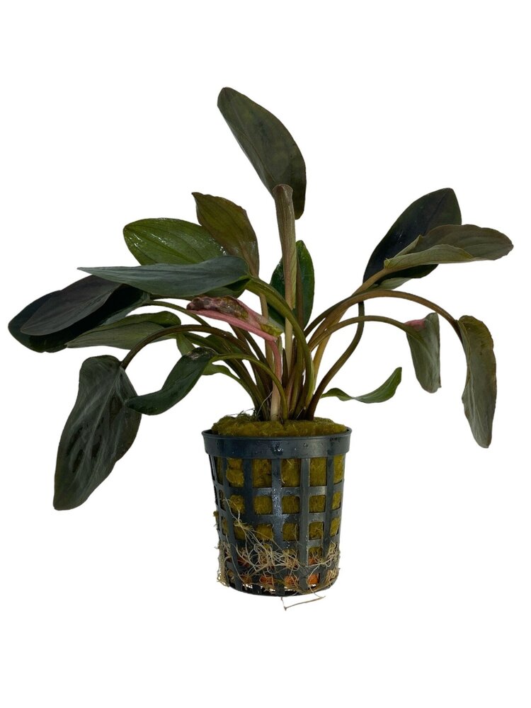 Waterplant Lagenandra Meeboldii Red