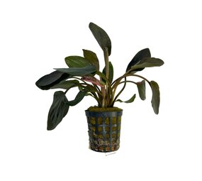 Wasserpflanze Lagenandra Meeboldii Red