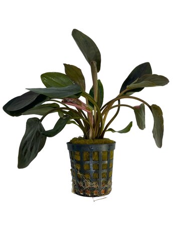 Waterplant Lagenandra Meeboldii Red