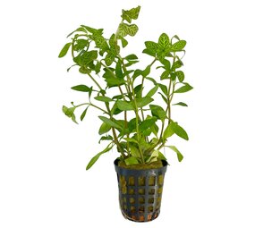 Wasserpflanze Hygrophila Rosae Australis