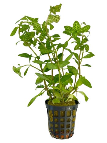 Waterplant Hygrophila Rosae Australis Waterplant Hygrophila Rosae Australis