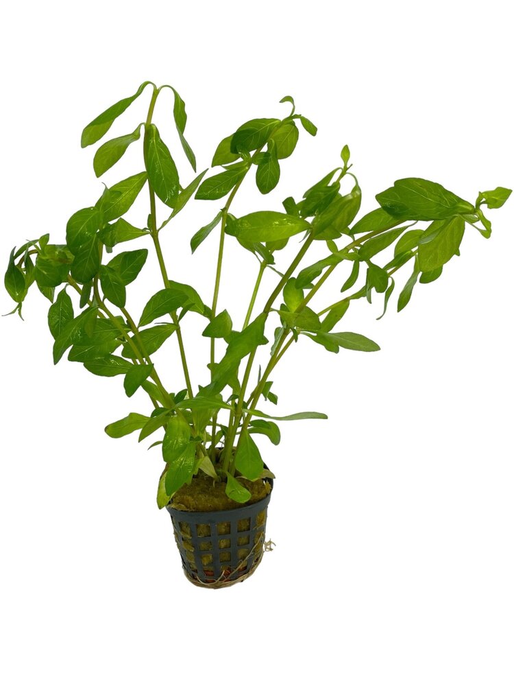 Waterplant Hygrophila Polysperma