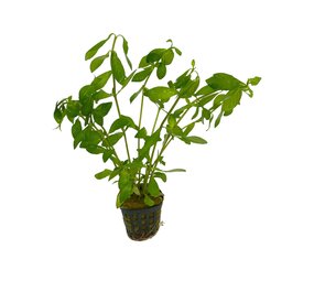 Wasserpflanze Hygrophila Polysperma