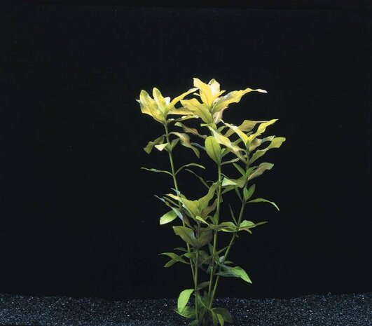 Wasserpflanze Hygrophila Polysperma Wasserpflanze Hygrophila Polysperma