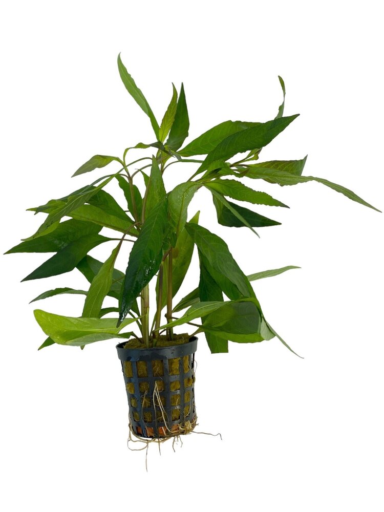 Waterplant Hygrophila Guanensis