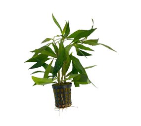 Waterplant Hygrophila Guanensis